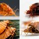 Как и сколько штук клопы размножаются: подробная информация