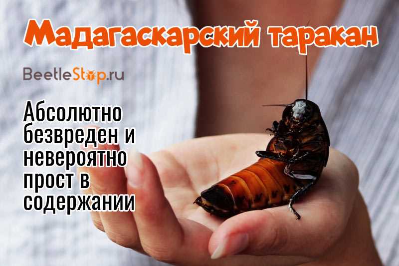 Как создать идеальные условия для мадагаскарского таракана?