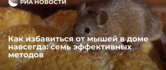 Способы спугнуть мышь, которая скребется: эффективные методы