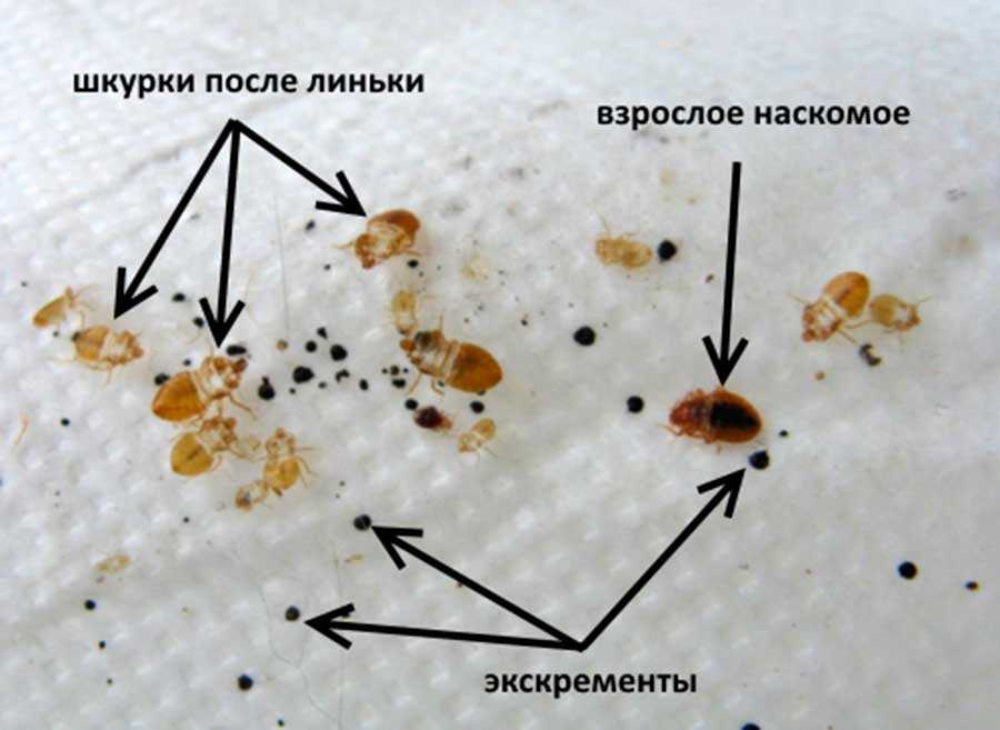 Появление укусов на коже