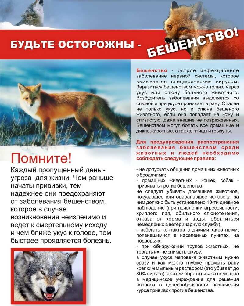 Как передается бешенство