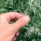 Какая полынь от блох для собак выбрать?