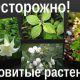 Какая трава ядовитая? Особенности опасных растений для здоровья