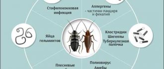 Какие болезни переносят тараканы и как это влияет на здоровье?