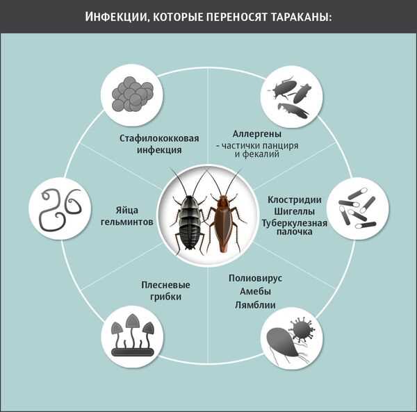 Какие болезни переносят тараканы?