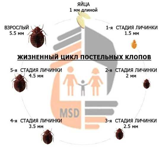 Осмотрите другие предметы, на которых могут скрываться клопы (диваны, кресла и т.д.)