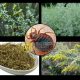 Какие насекомые опасаются полыни: список и методы борьбы