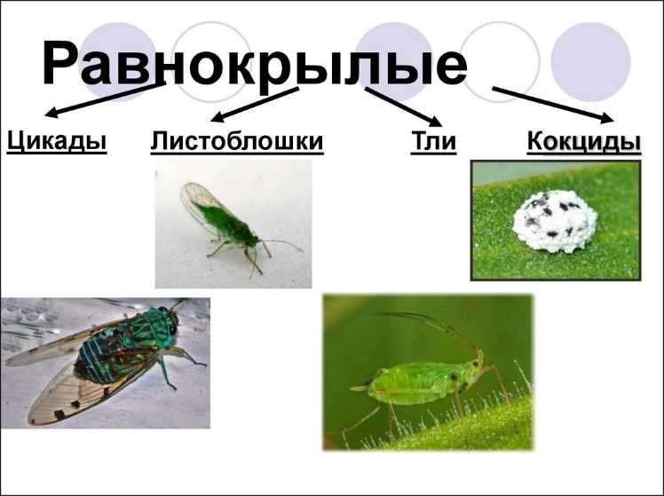 Ролевые функции равнокрылых насекомых в экосистеме