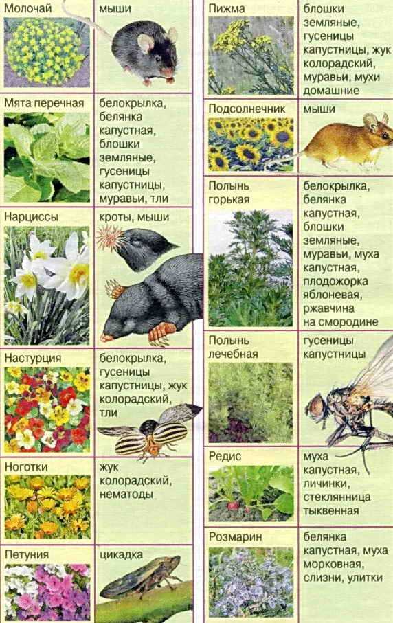 Мята: уничтожение насекомых с ароматом свежести