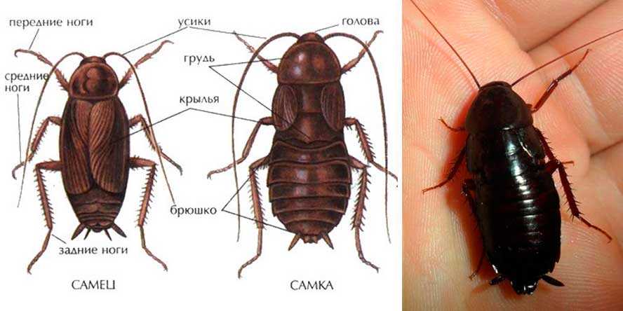 Какие следы оставляют тараканы?