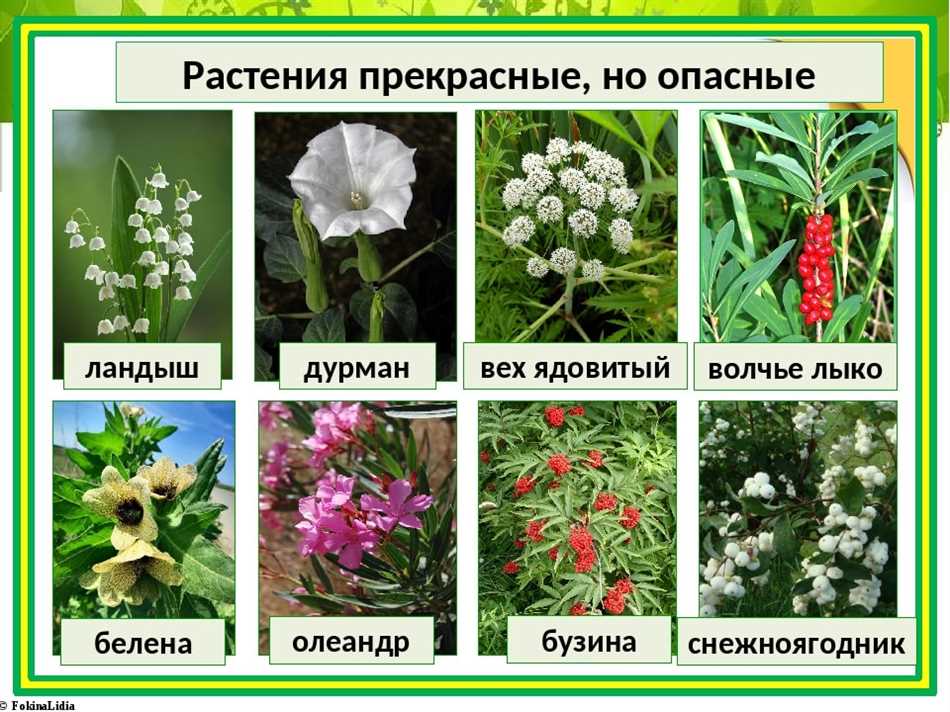 Самые ядовитые травы для овец