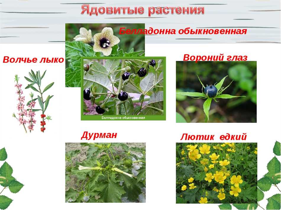 Какие травы самые ядовитые для овец?