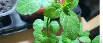 Какие насекомые не переносят мяту?
