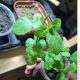 Какие насекомые не переносят мяту?