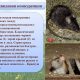 Взаимоотношения между крысой серой и крысой чёрной: особенности общения и влияния на поведение