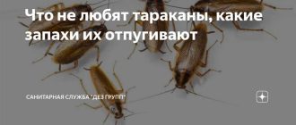 Запахи, которые тараканы не выносят: влияние мяты на насекомых