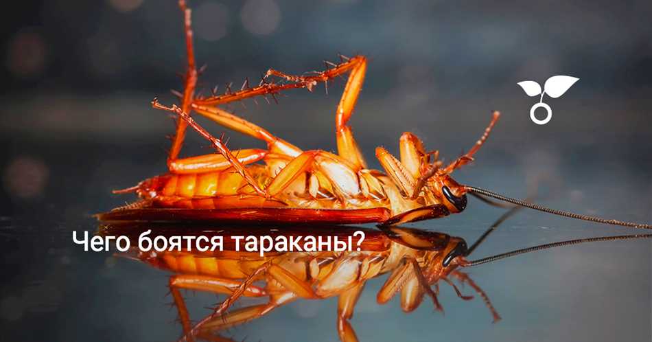 Какие животные отпугивают тараканов?