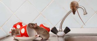 Какие звуки издают мыши в доме? Узнайте их природу и причины