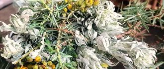 Какие травы можно использовать для очищения дома?