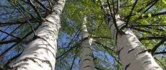 Дерево, способное унести негативную энергию человека