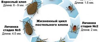 Как выбрать правильного переносчика для постельных клопов