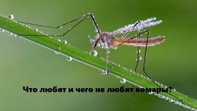 Свет как источник пищи