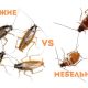 Какой вид тараканов летает? Все о летающих тараканах и их распространении