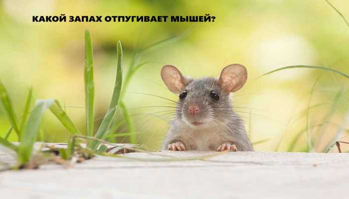 Обращение к профессионалам для устранения привлекательных запахов