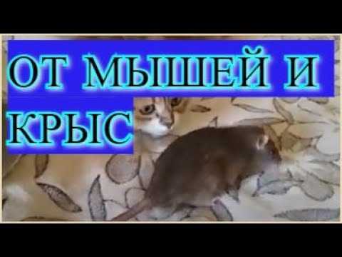 Естественные звуки хищников