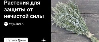Какую траву жгут на Руси от нечисти? Популярные способы защиты от злых духов