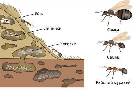 Особенности вылета муравьев