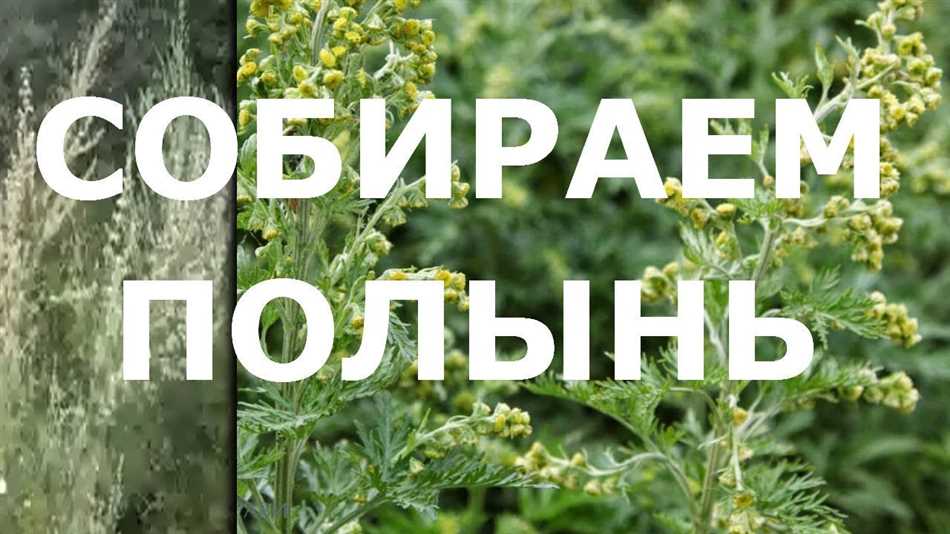 Итак, когда собирать полынь?