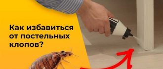 Как и когда исчезают клопы от Гектора: эффективные способы уничтожения