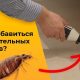 Как и когда исчезают клопы от Гектора: эффективные способы уничтожения