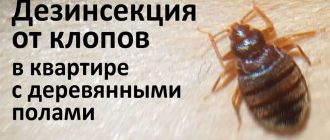 Когда безопасно возвращаться домой после обработки от клопов?