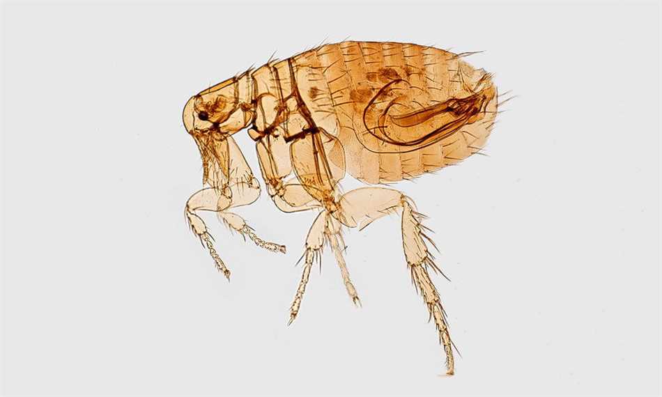 Какие животные обитают на улице и могут быть источником блох?