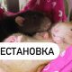 Кого можно расположить рядом с крысой? Список других животных