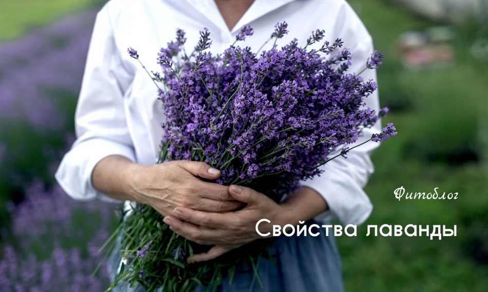 Влияние запаха лаванды на животных