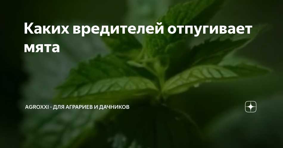 Запах мяты как сильнейшее отпугивающее средство