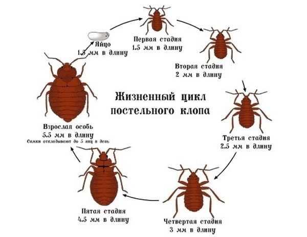 Происхождение и особенности клопов