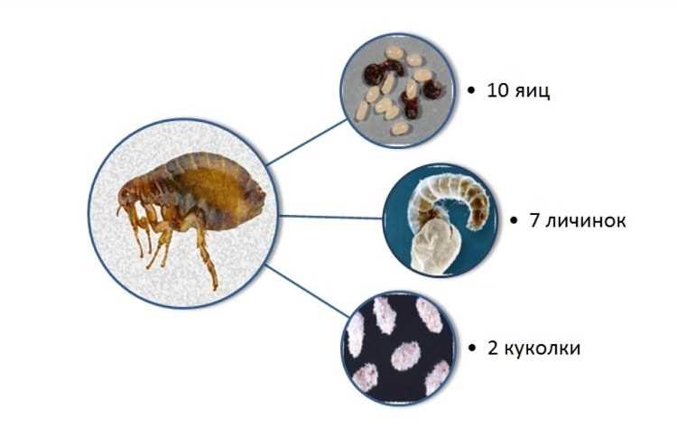 Регулярная чистка и уборка