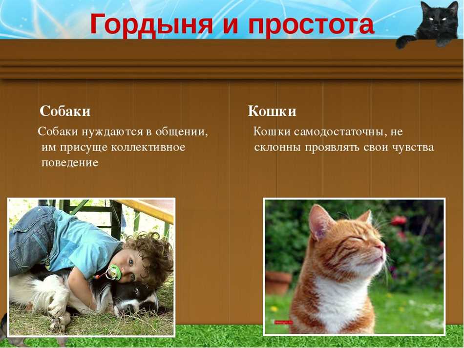 Кто умнее собаки или кошки статистика?