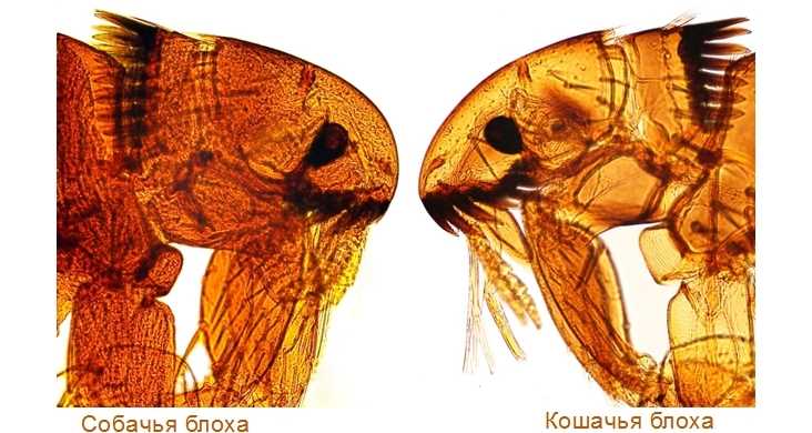 Могут ли блохи кусать людей