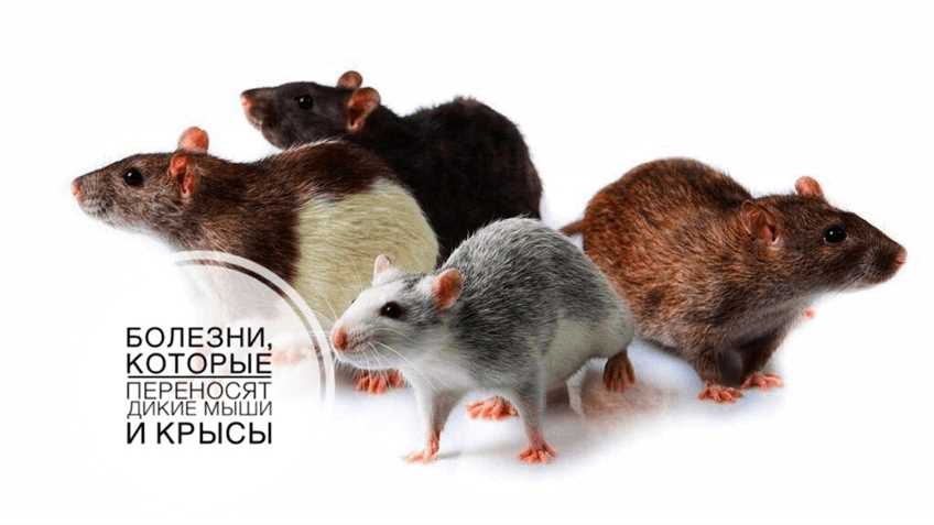 Причины кусания у диких мышей