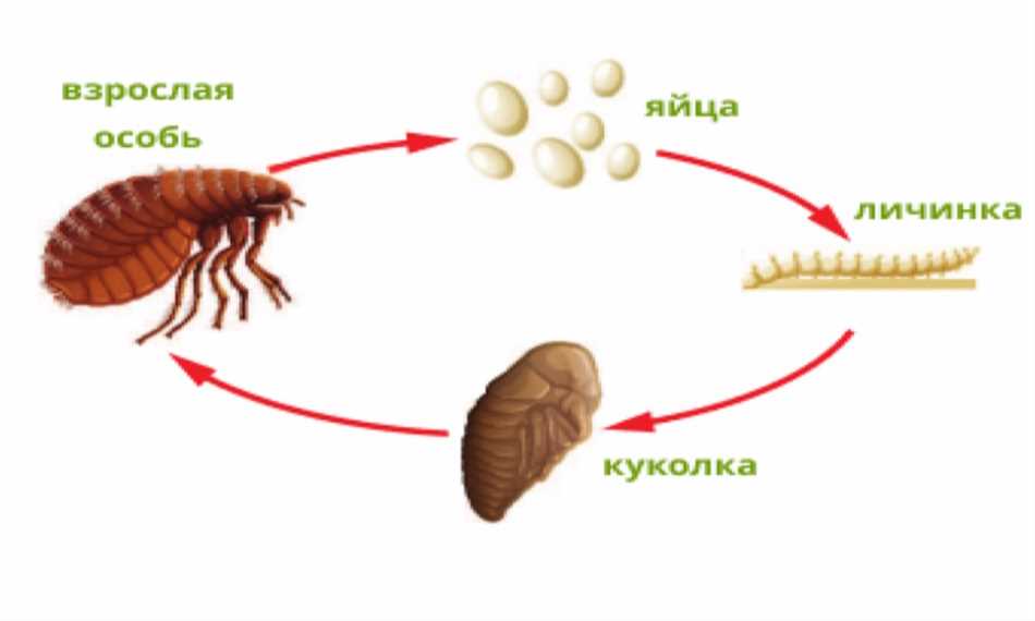 Как блохи могут попасть в дом без животных?