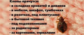 Могут ли клопы сами покинуть квартиру? Рассмотрим возможности и методы выхода