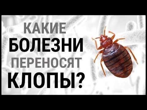 Биологическая невозможность клопов передавать ВИЧ