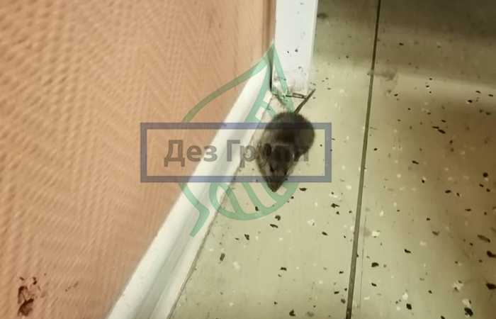 Первый аспект: Естественные жизненные условия мышей