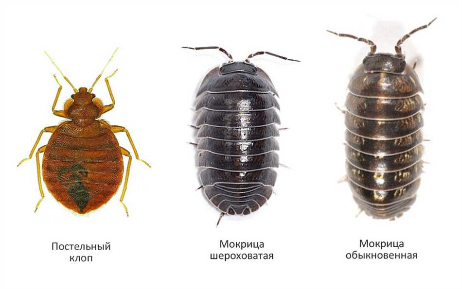 Подраздел 2.1: Прыжки клопов