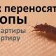 Можно ли заболеть клопами через животных?